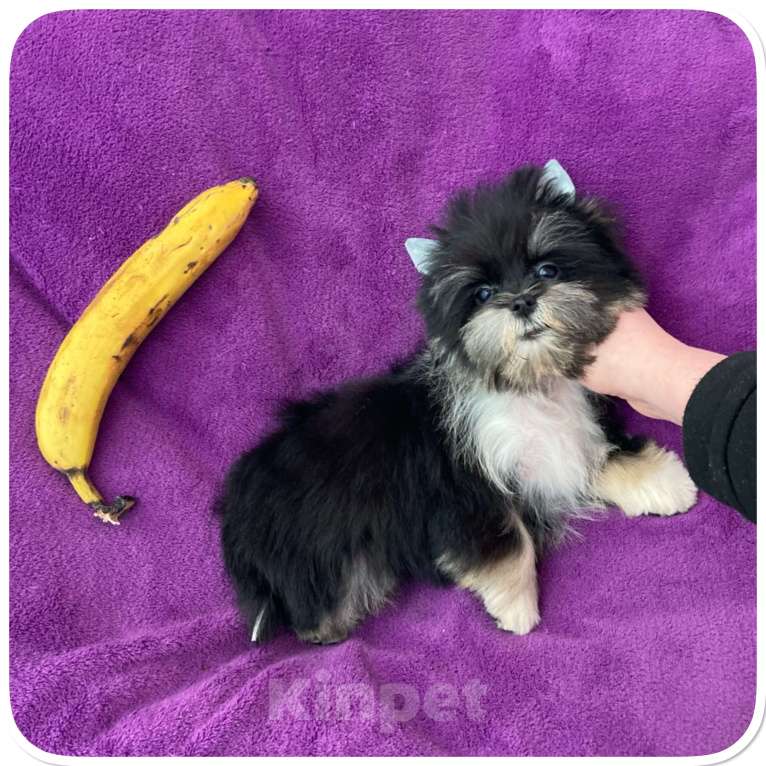 Собаки в Москве: Чёрный йорк девочка стандарт кукольная Девочка, 70 000 руб. - фото 8