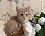 Кошки в Сосновом Бору: Котенок Персей Мальчик, Бесплатно - фото 3