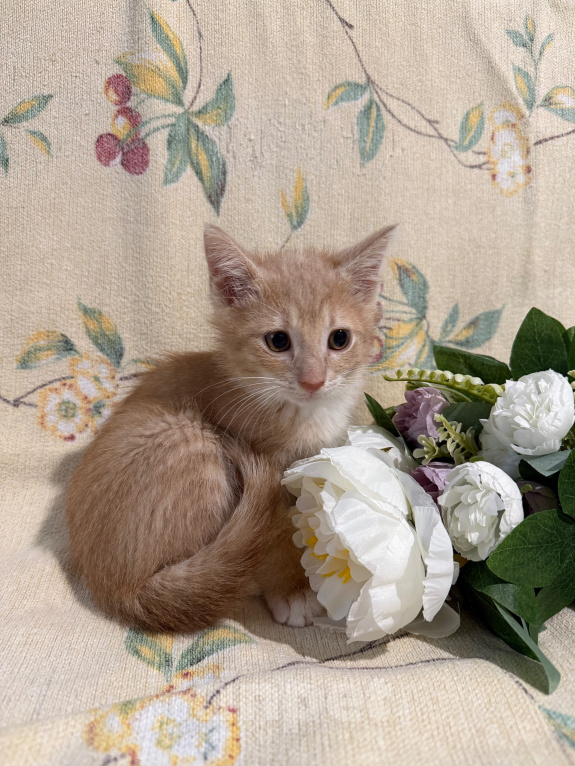 Кошки в Сосновом Бору: Котенок Персей Мальчик, Бесплатно - фото 3