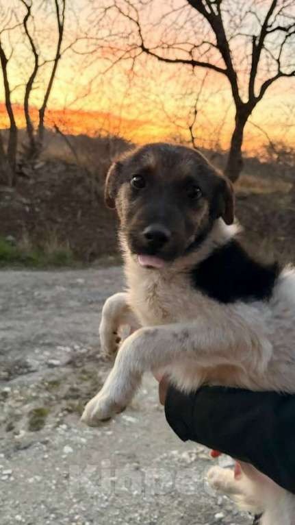 Собаки в Санкт-Петербурге: Симпатичный щенок мальчик ищет дом Мальчик, Бесплатно - фото 8