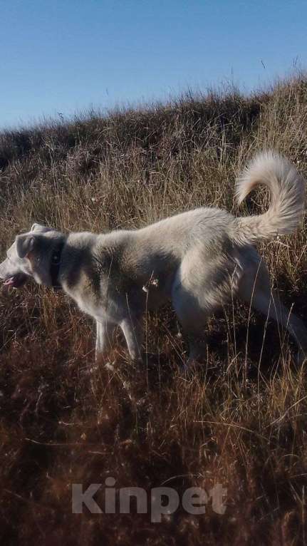 Собаки в других городах Бурятии: В доброе руки Девочка, 1 000 руб. - фото 3