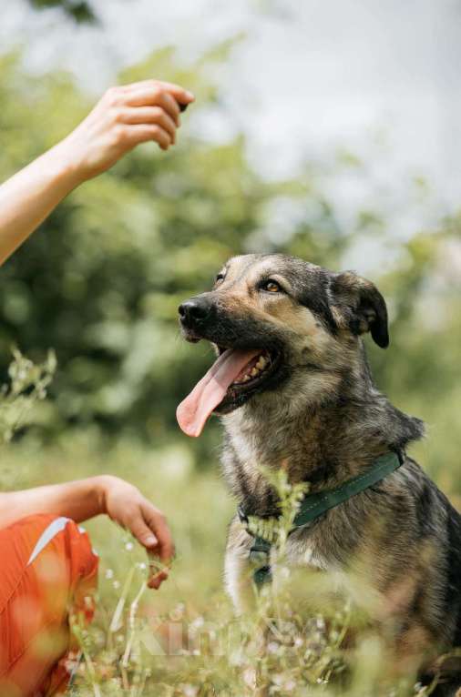Собаки в Москве: Энергия Солнца и Нежность Шёлка! Девочка, Бесплатно - фото 7