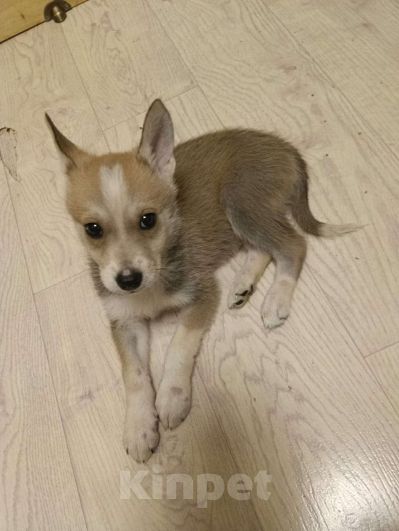 Собаки в Москве: Метис Лайки Мальчик, Бесплатно - фото 3