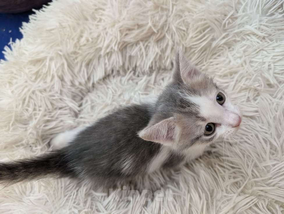 Кошки в других городах Московской области: Шикарный окрас серо-бежево-белый Мальчик, Бесплатно - фото 3