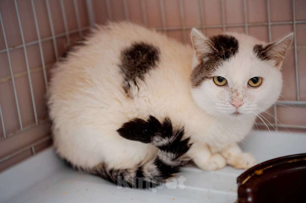 Кошки в Вологде: Паинька Девочка, Бесплатно - фото 6