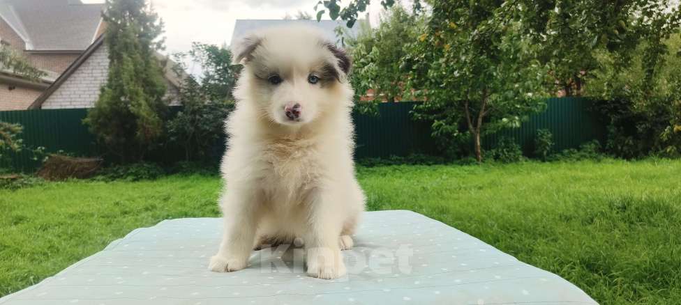 Собаки в Домодедово: Щенок Австралийской овчарки  Девочка, 60 000 руб. - фото 2