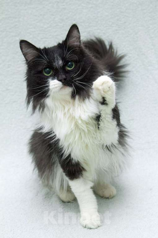 Кошки в Москве: Маркизный пушистый молодой котик Дарси в дар Мальчик, 1 руб. - фото 1