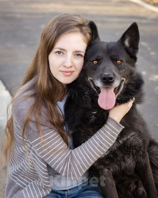 Собаки в Москве: Очень умный пёс-компаньон Мальчик, Бесплатно - фото 2