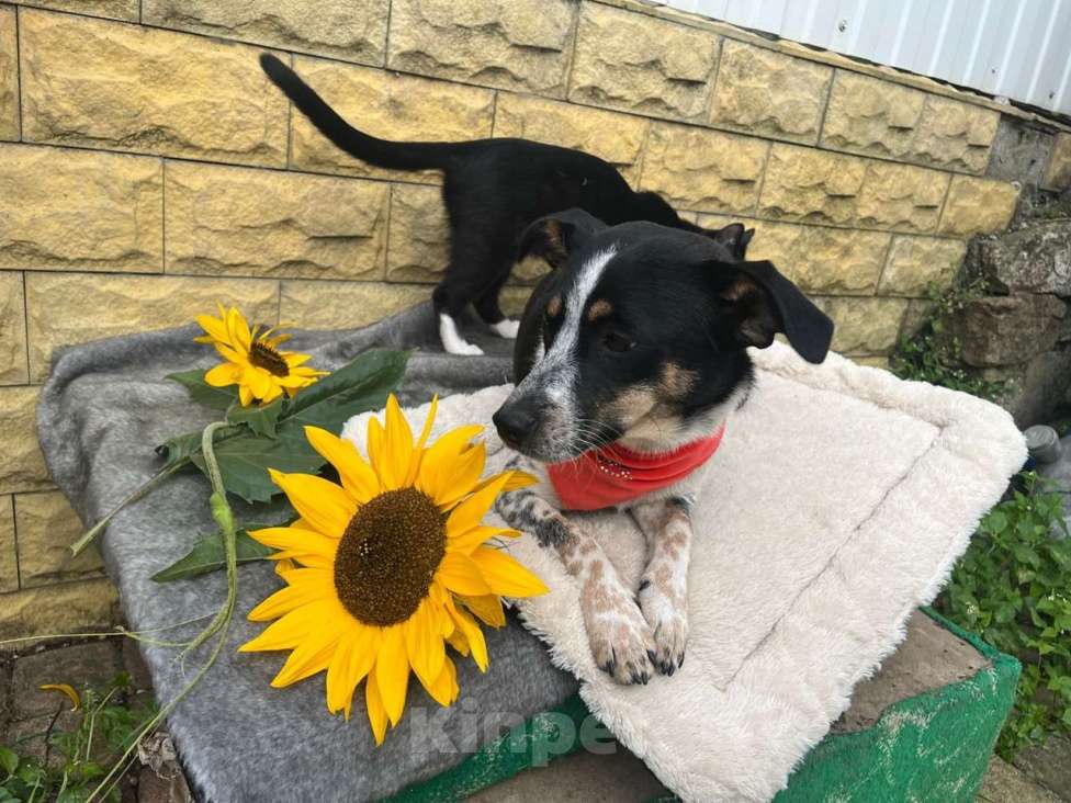 Собаки в Санкт-Петербурге: Ищет дом метис таксы с красивым окрасом Девочка, Бесплатно - фото 8