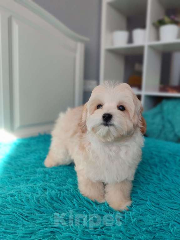 Собаки в Мытищах: Мальтипу F1 Мальчик, 80 000 руб. - фото 6