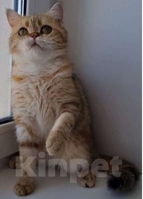 Кошки в Дзержинске: Кошечка золотая шиншилла Девочка, 1 000 руб. - фото 1