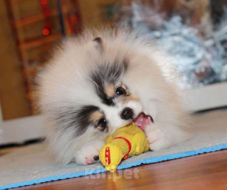 Собаки в Люберцах: Супер девочка шпица Девочка, 80 000 руб. - фото 3