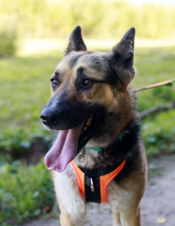 Собаки в Москве: Тоффи самая ласковая собака в мире! Девочка, Бесплатно - фото 2