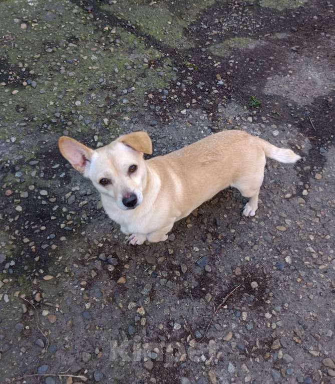 Собаки в Краснодаре: Отдам собачку  Мальчик, Бесплатно - фото 1