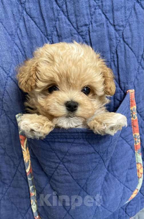 Собаки в Москве: Девочка микро мальтипу Девочка, 300 руб. - фото 3