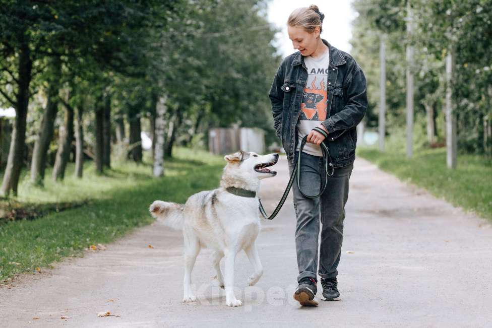 Собаки в Москве: Ярик в поисках дома Мальчик, Бесплатно - фото 6