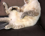 Кошки в Яранске: Котик для вязки, 1 500 руб. - фото 1