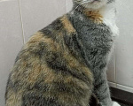 Кошки в Всеволожске: молодая трехцветная кошечка, Бесплатно - фото 1