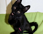 Кошки в Одинцово: Котенок в добрые руки Черныш Мальчик, 1 руб. - фото 9