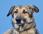 Собаки в Москве: Лэкс очень нужна семья Мальчик, Бесплатно - фото 6