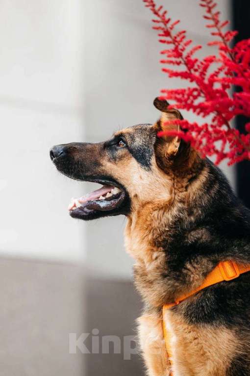 Собаки в Москве: Энерджайзер Фью в поиске любящей семьи ⚡️⚡️ Мальчик, Бесплатно - фото 4