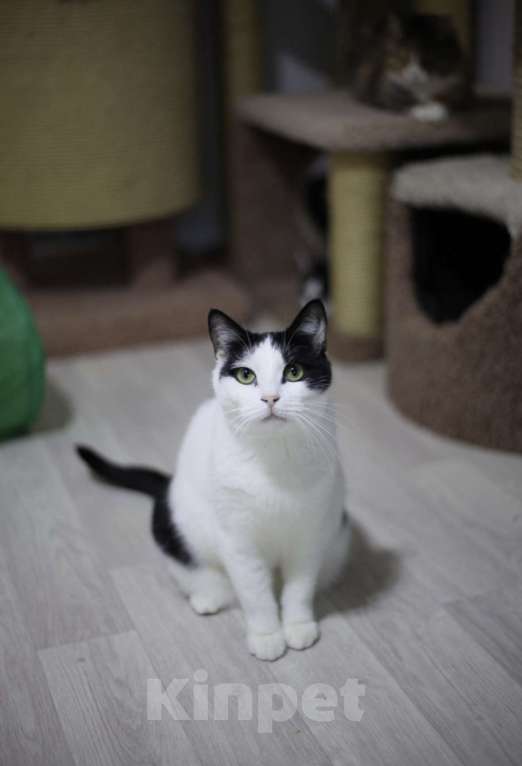 Кошки в Санкт-Петербурге: Рэй из приюта Мальчик, Бесплатно - фото 1