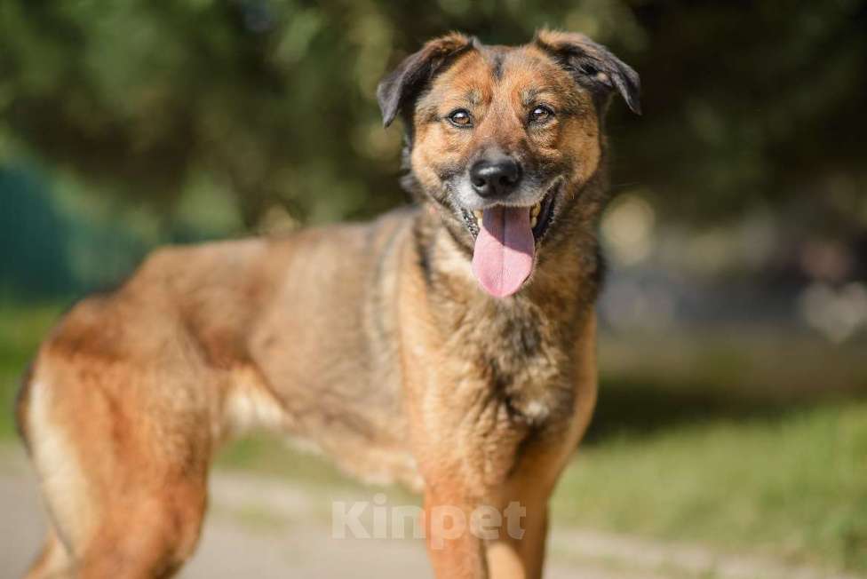 Собаки в Москве: Верта Девочка, Бесплатно - фото 3