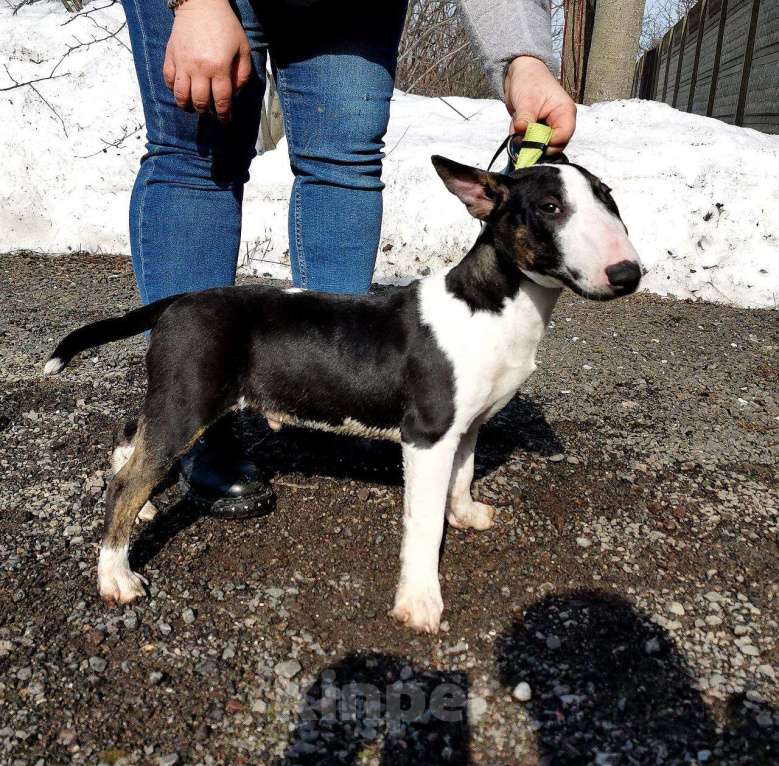 Собаки в Москве: Щенки миниатюрного бультерьера Мальчик, Бесплатно - фото 8