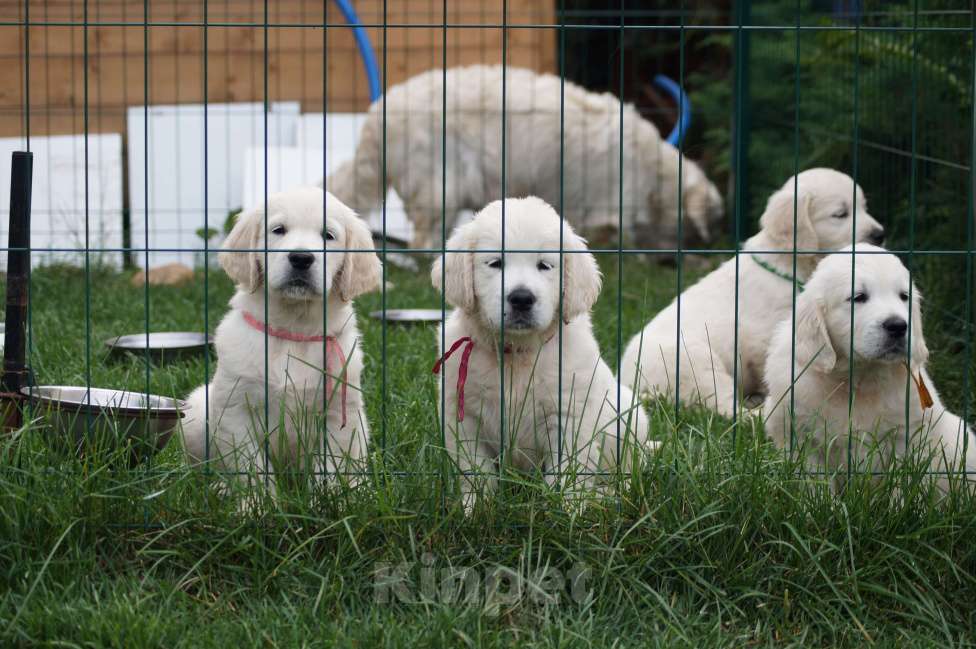 Собаки в Челябинске: Золотистый ретривер девочка  Девочка, 60 000 руб. - фото 2
