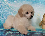 Собаки в Долгопрудном: Пуделя щенок той белая девочка Девочка, 200 000 руб. - фото 1