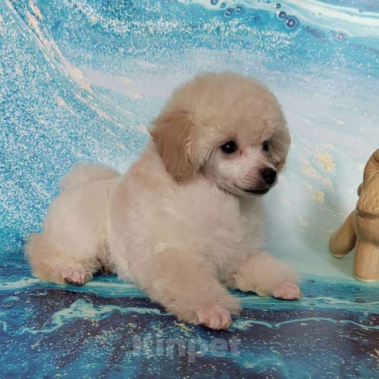 Собаки в Долгопрудном: Пуделя щенок той белая девочка Девочка, 200 000 руб. - фото 1