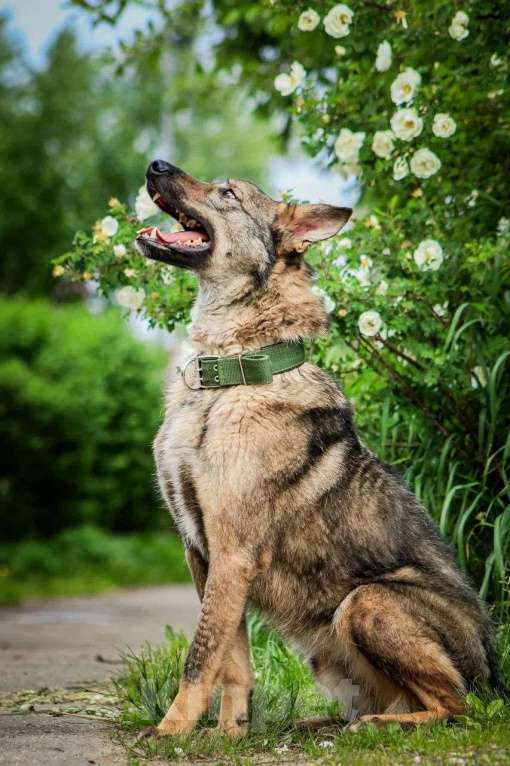 Собаки в Москве: Молодой пес Спарки ищет семью. Мальчик, Бесплатно - фото 5