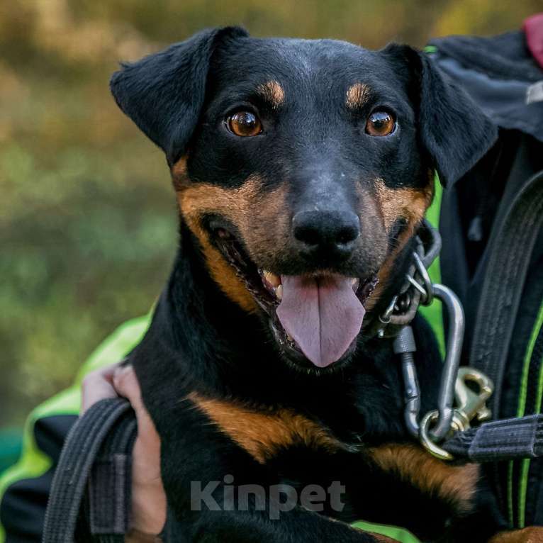 Собаки в Москве: Кекс Мальчик, Бесплатно - фото 15