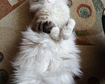 Кошки в Москве: Кот 1,5 года в добрый руки Мальчик, 5 руб. - фото 1