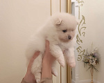 Собаки в Казани: Чистокровные помиранские шпицы Мальчик, 65 000 руб. - фото 3