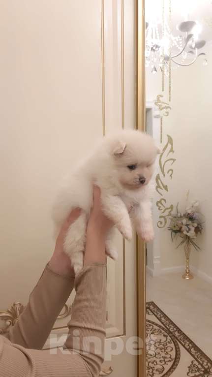 Собаки в Казани: Чистокровные помиранские шпицы Мальчик, 65 000 руб. - фото 3
