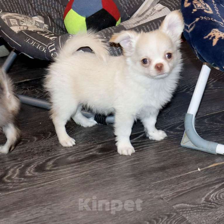 Собаки в Москве: СВЕЛЯЧОК. Щенок чихуахуа . Можно с доставкой Мальчик, 55 000 руб. - фото 6