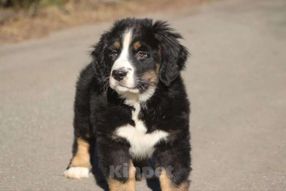 Собаки в Москве: Щенки берняшки  Мальчик, 40 000 руб. - фото 3