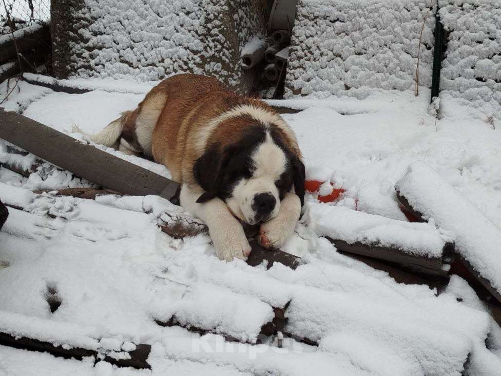 Собаки в Железногорске: Щенки сенбернара Девочка, 50 000 руб. - фото 8