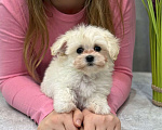 Собаки в Москве: Мальтипу мальчик 2 Мальчик, 150 000 руб. - фото 8