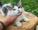 Кошки в Москве: Котята ищут дом Мальчик, Бесплатно - фото 9
