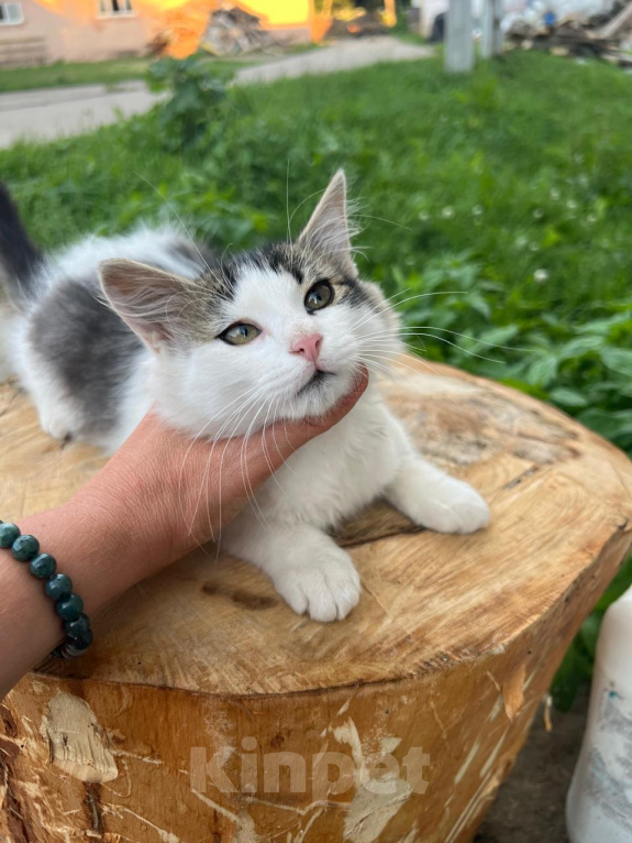 Кошки в Москве: Котята ищут дом Мальчик, Бесплатно - фото 9