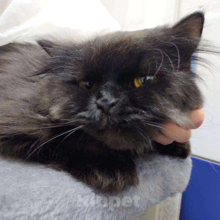 Кошки в Москве: Пушистый персидский кот Егор спасен из адской квартиры Мальчик, Бесплатно - фото 5