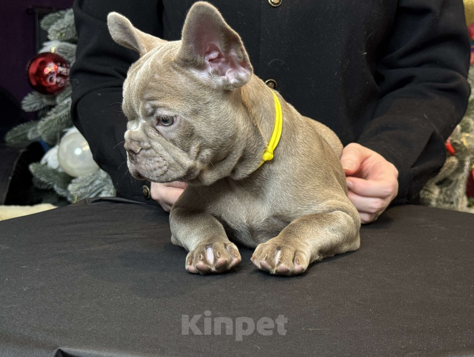 Собаки в Саратове: Щенок французского бульдога Девочка, 150 000 руб. - фото 2