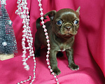 Собаки в Москве: Шоколадные щенки чихуа Девочка, 30 000 руб. - фото 2