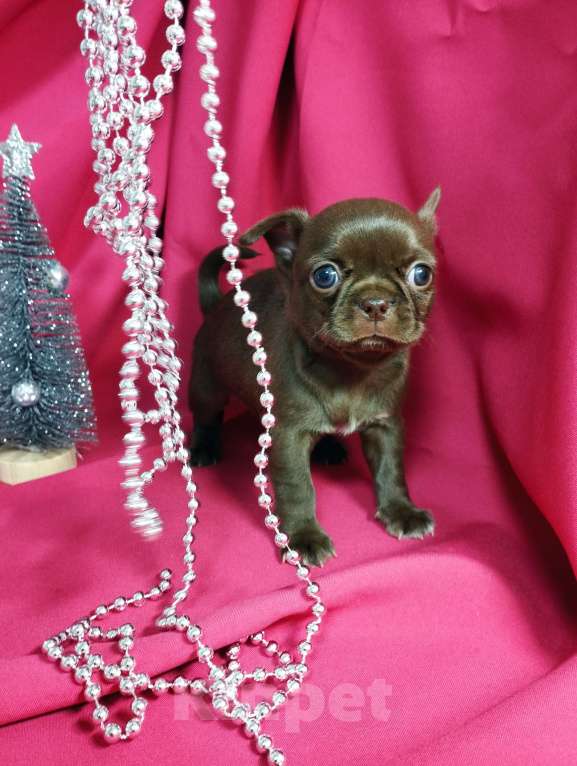 Собаки в Москве: Шоколадные щенки чихуа Девочка, 30 000 руб. - фото 2