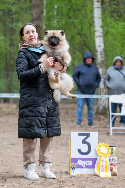 Собаки в Перми: Щенок Вольфшпиц Девочка, 85 000 руб. - фото 6