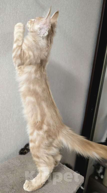 Кошки в Москве: Котята мейн-кун Мальчик, 25 000 руб. - фото 3