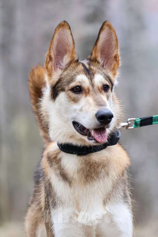 Собаки в Красноармейске: Лео ищет дом! Девочка, Бесплатно - фото 3