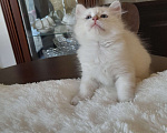 Кошки в Севастополе: Сибирский котенок девочка Девочка, 40 000 руб. - фото 6
